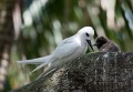 Lord Howe Island_20061214_131